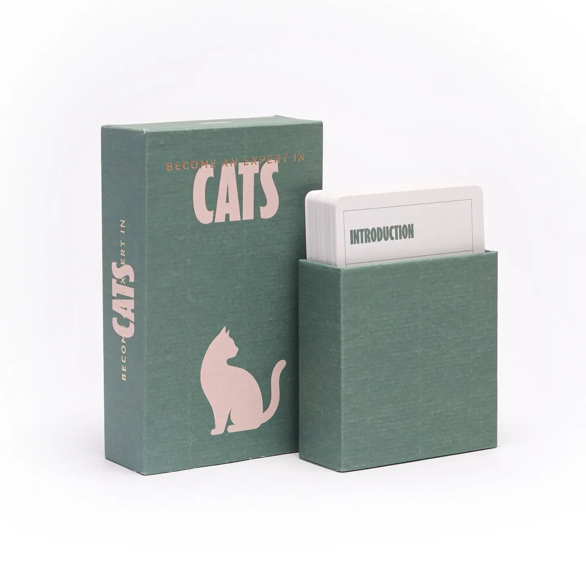 Become an Expert in Cats
