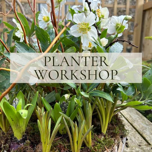 Planter Workshop with Eliza from Barrow