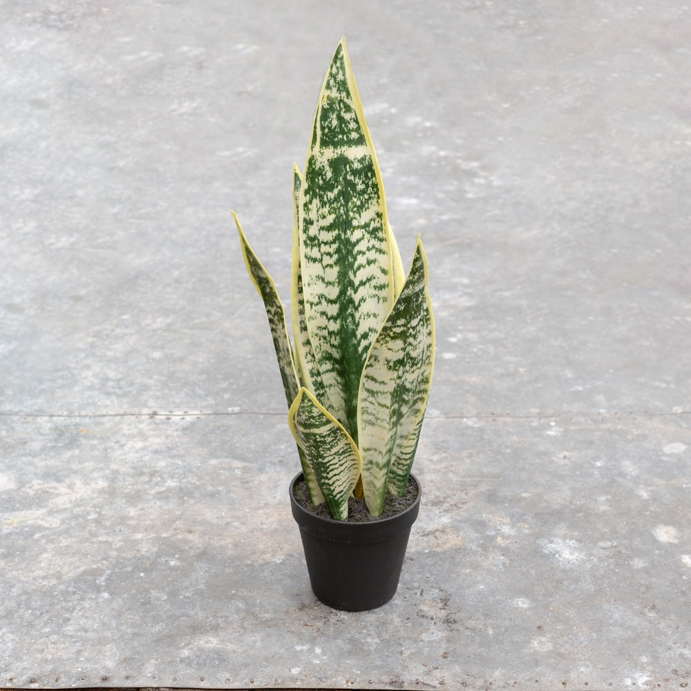 Faux Snake Plant
